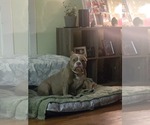 Small #5 American Pit Bull Terrier Mix