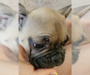 French Bulldog Puppy for sale in TAMPA, FL, USA