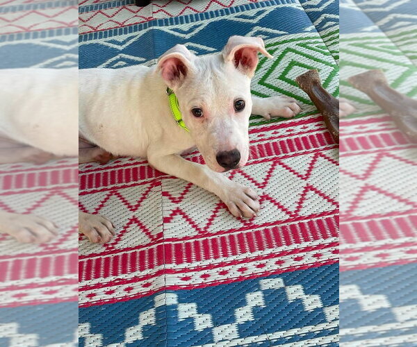 Medium Photo #2 Mutt Puppy For Sale in Wenonah, NJ, USA