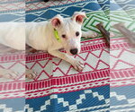 Small #1 Mutt
