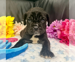 Small #2 Neapolitan Mastiff