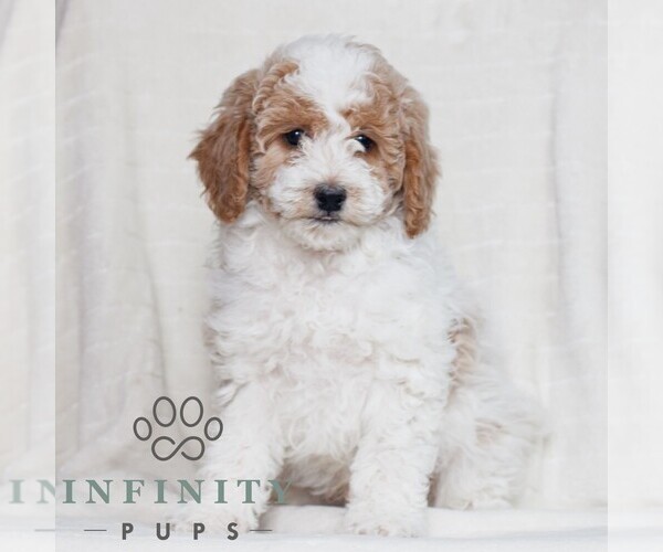 Medium Photo #2 Poodle (Miniature) Puppy For Sale in HONEY BROOK, PA, USA