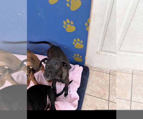 Medium Photo #3 Labrador Retriever-Unknown Mix Puppy For Sale in Tracy City, TN, USA