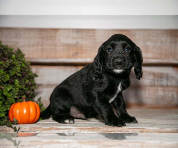 Medium Photo #1 Cocker Spaniel Puppy For Sale in SHREVE, OH, USA