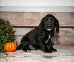 Puppy Prince Cocker Spaniel