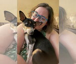 Small #4 Rat Terrier