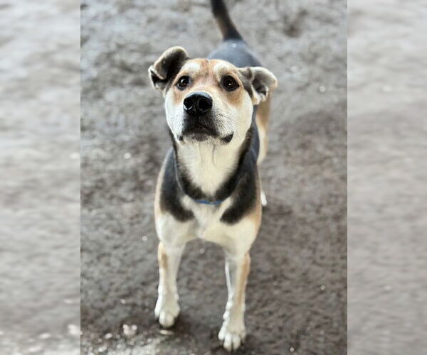 Medium Photo #1 German Shepherd Dog-Unknown Mix Puppy For Sale in Riverside, CA, USA