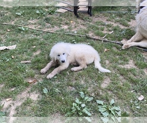 Great Pyrenees Puppy for sale in LEICESTER, NC, USA