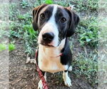 Small #2 Labrador Retriever Mix