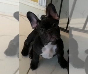 French Bulldog Puppy for sale in BAKERSFIELD, CA, USA