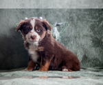 Puppy Flower Miniature Australian Shepherd