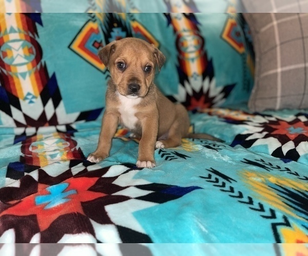 Medium Photo #1 Rottweiler-American Pit Bull Terrier Puppy For Sale in DETROIT, MI, USA