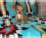 Small Photo #1 Rottweiler-American Pit Bull Terrier Puppy For Sale in DETROIT, MI, USA
