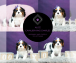 Small #8 Cavalier King Charles Spaniel