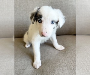 Border Collie Puppy for sale in HOOD RIVER, OR, USA