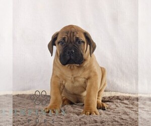 Bullmastiff Puppy for sale in NEW HOLLAND, PA, USA
