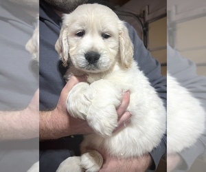 Golden Retriever Puppy for sale in ALPENA, MI, USA