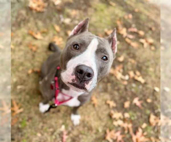 Medium Photo #1 American Pit Bull Terrier Puppy For Sale in Boston, MA, USA