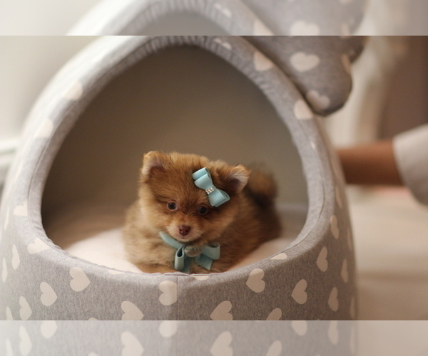 Medium Photo #1 Pomeranian Puppy For Sale in BOSTON, MA, USA