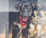 Small #16 Rat Terrier Mix
