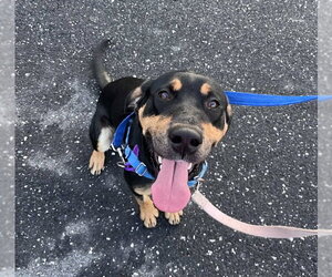 Henry - Male Labrador Retriever-Unknown Mix Dog for Adoption - Photo #2
