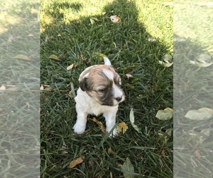 Havanese Puppy for sale in SILVER LAKE, KS, USA