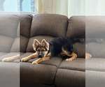Small Photo #96 German Shepherd Dog Puppy For Sale in LA FAYETTE, NY, USA