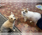 Small American Eskimo Dog Mix