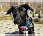 Small Plott Hound