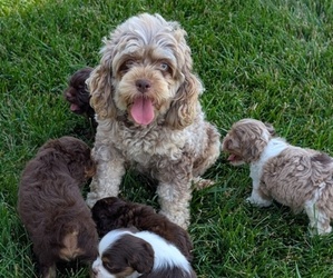 Mother of the Cock-A-Poo puppies born on 06/02/2025