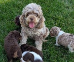 Small Photo #1 Cock-A-Poo Puppy For Sale in GOSHEN, IN, USA