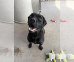 ONYX - Male Bassetdor Dog for Adoption - Small photo