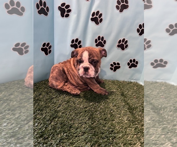 Medium Photo #4 Bulldog Puppy For Sale in BOWLING GREEN, KY, USA