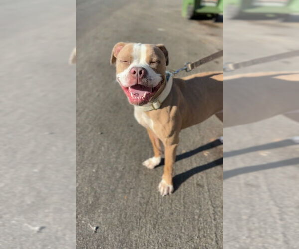 Medium Photo #5 American Staffordshire Terrier-Unknown Mix Puppy For Sale in Lake Forest, CA, USA