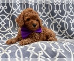 Small Photo #5 Poodle (Toy) Puppy For Sale in LAKELAND, FL, USA