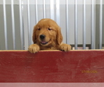 Puppy Bruce Golden Retriever