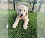 Small #4 Golden Retriever