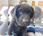 Small #40 Labrador Retriever