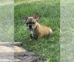 Small Photo #11 French Bulldog Puppy For Sale in AMARILLO, TX, USA
