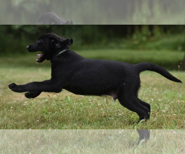 Medium Photo #3 Labrador Retriever-Unknown Mix Puppy For Sale in Mechanicsburg, PA, USA