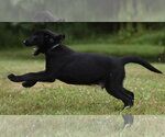 Small #2 Labrador Retriever Mix