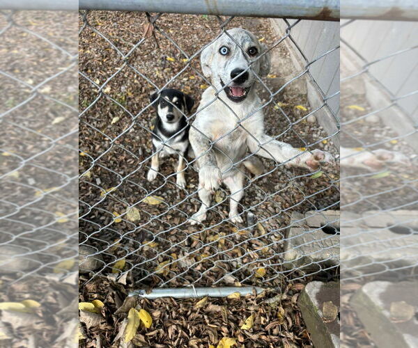 Medium Photo #4 Siberian Husky-Unknown Mix Puppy For Sale in Richmond, IN, USA
