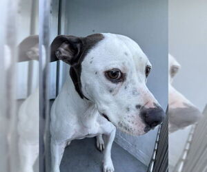 Medium American Pit Bull Terrier Mix