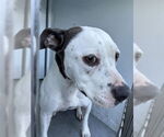 Small American Pit Bull Terrier Mix