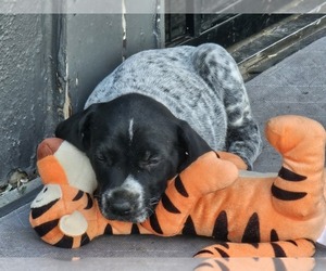German Shorthaired Pointer Puppy for Sale in EVANSVILLE, Wyoming USA