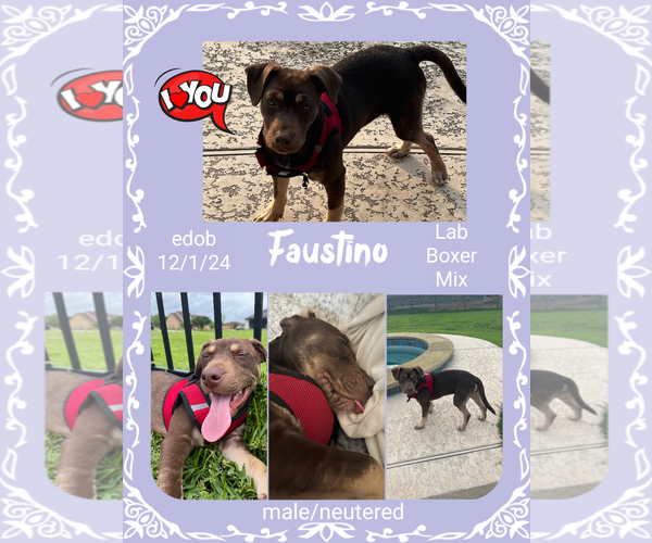 Medium Photo #8 Boxador Puppy For Sale in Missouri City, TX, USA