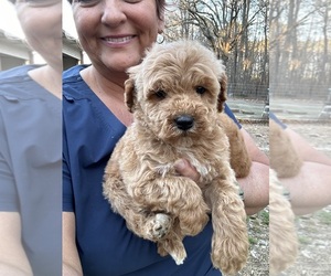 Goldendoodle (Miniature) Puppy for sale in GAY, GA, USA