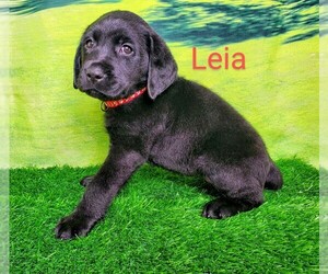 Labrador Retriever Puppy for sale in CATO, NY, USA