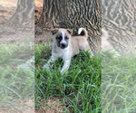 Small Photo #1 German Shepherd Dog-Siberian Husky Mix Puppy For Sale in FINKSBURG, MD, USA