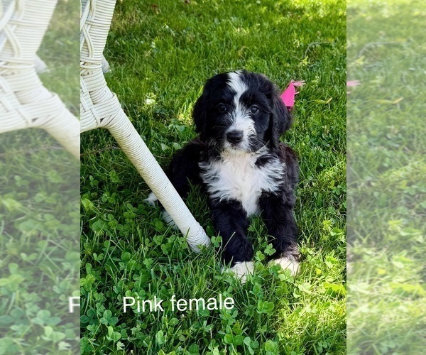 Medium Photo #1 Bernedoodle Puppy For Sale in SPENCER, IN, USA